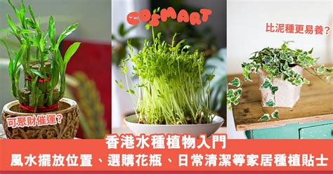 水種植物換水